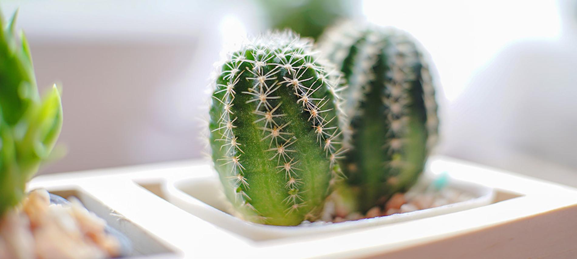 Cactus en macetitas: cuidados y consejos