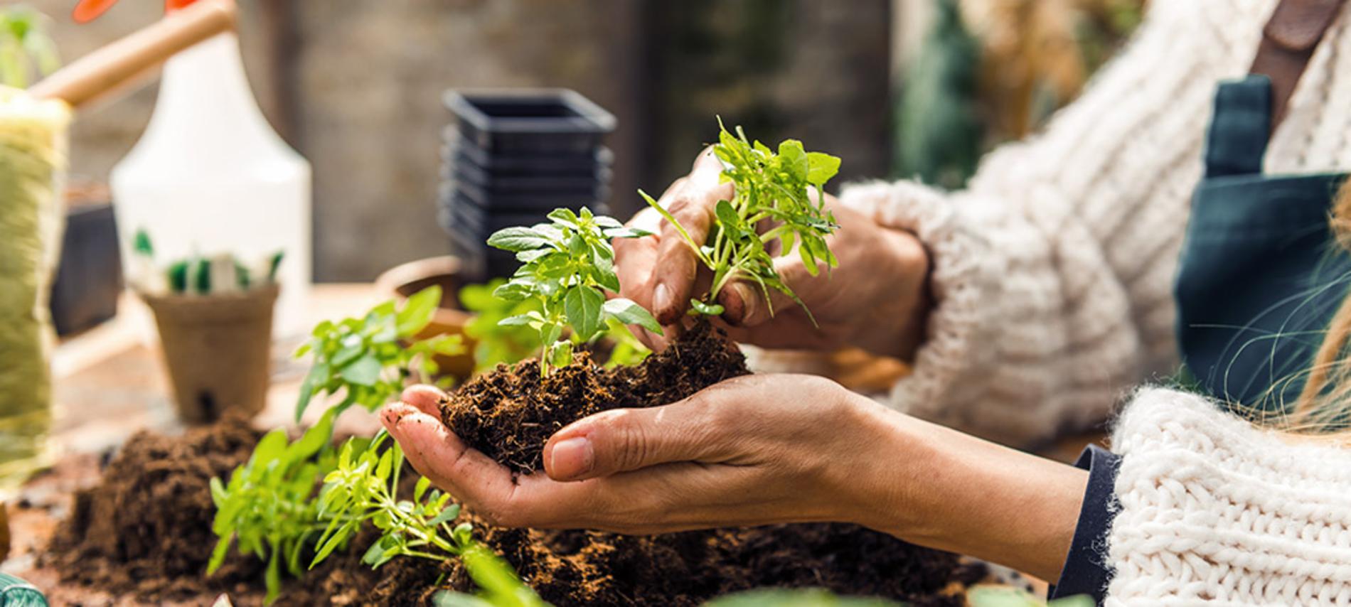 Plantas y alimentos medicinales que podemos cultivar en casa 